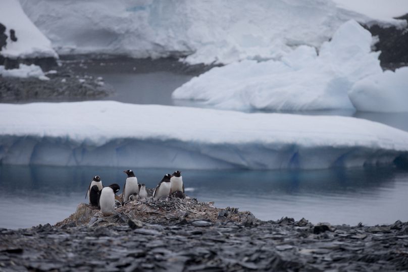 Des manchots papous se dressent sur des rochers près de la station chilienne Bernardo O'Higgins, en Antarctique.