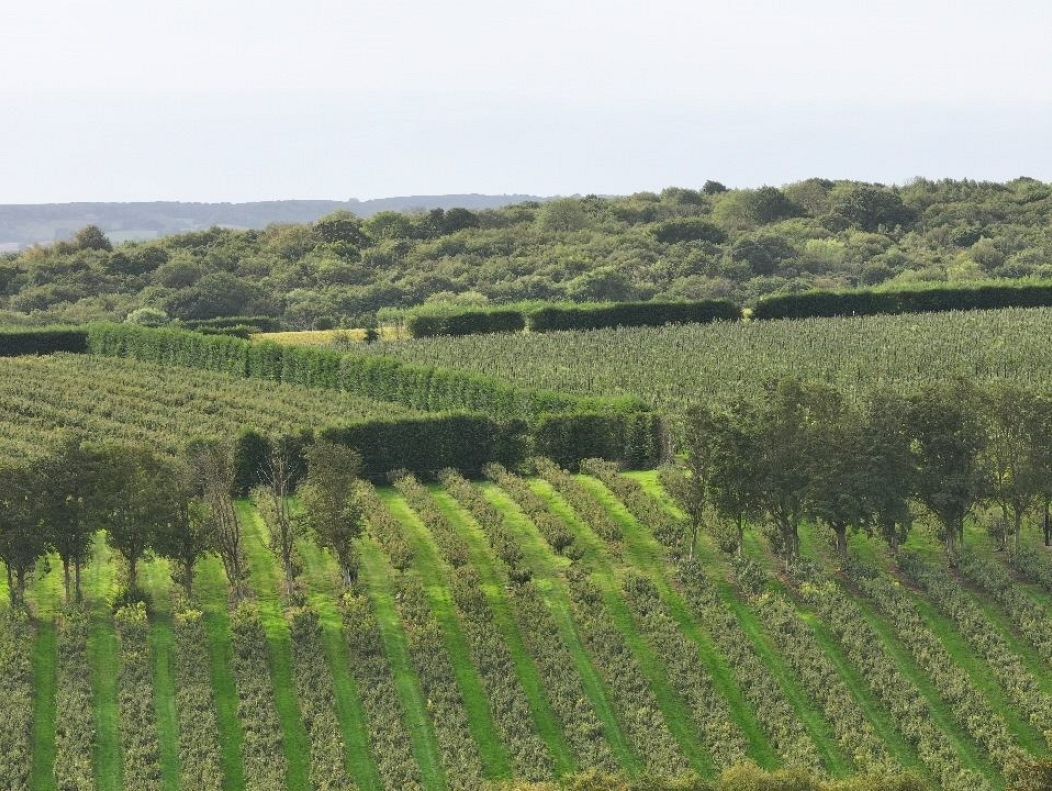 Les Vignobles du Domaine Evremond