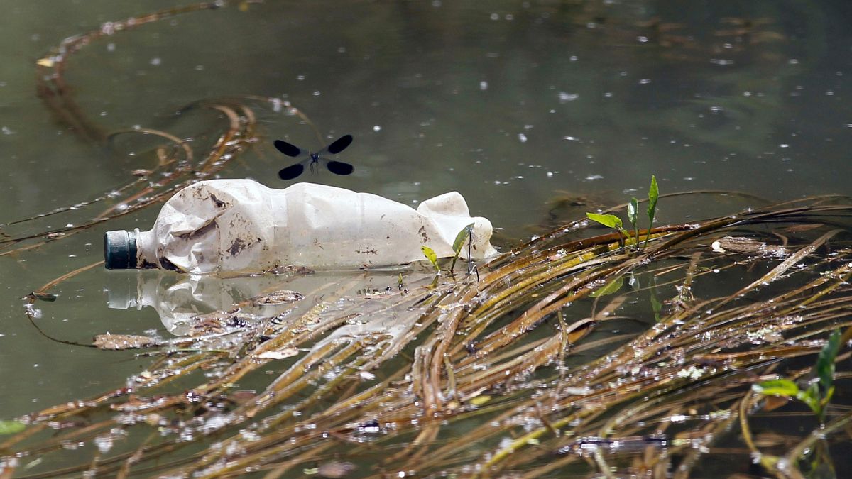 A dragonfly flies over a plastic bottle near the bank of Sava River in Obrenovac, some 25 kilometers (15 miles) west of the Serbian capital Belgrade.