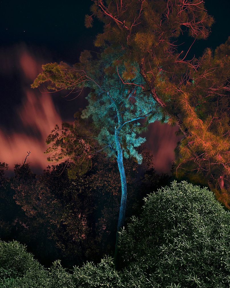 Une image tirée des « Feux de forêt de Palerme » de Jim Fenwick