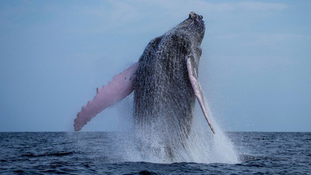 Increased humpback whale sightings in the UK give renewed hope for the species.