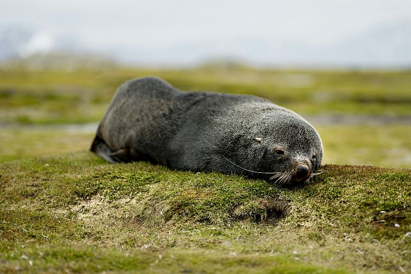 Un bébé phoque en Géorgie du Sud