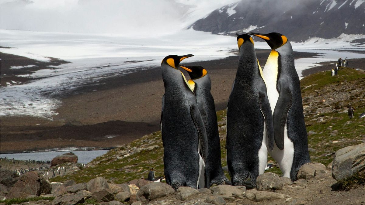 Penguins on the British island of South Georgia discuss the impending arrival of the A23a iceberg