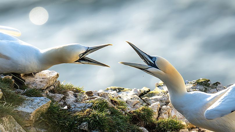 These arguing seabirds were snapped by nine year old Jamie to win his category.