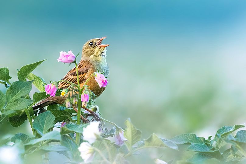 A small bird mid-song was a beautiful capture by teenager Praczkowski.