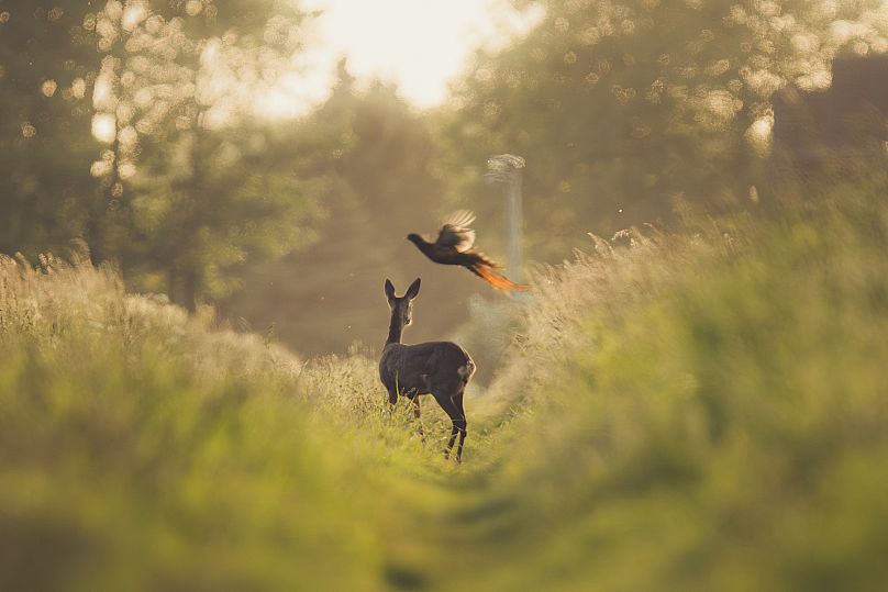 The photographer timed it perfectly to capture the deer watching a pheasant fly out of the bushes. 