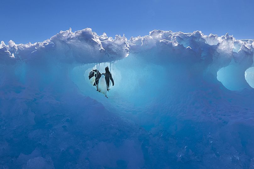 The young penguins hide away from predators in glacier tunnels.