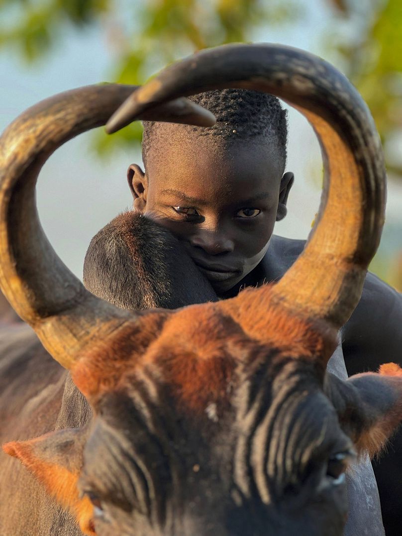 A young boy keeps watch over his precious cattle in Ethiopia.