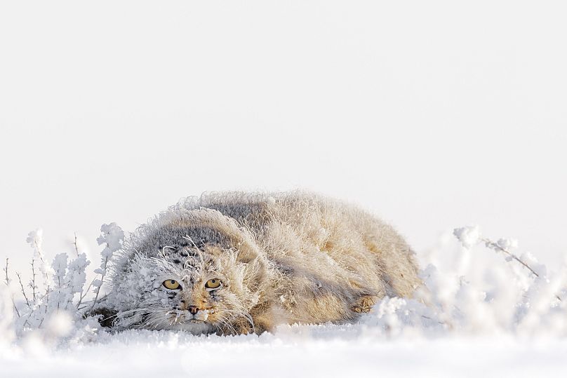 The Pallas cat lies flat against the snow to increase its camouflage. 