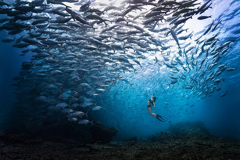 A freediver is dwarfed against a huge school of jackfish.