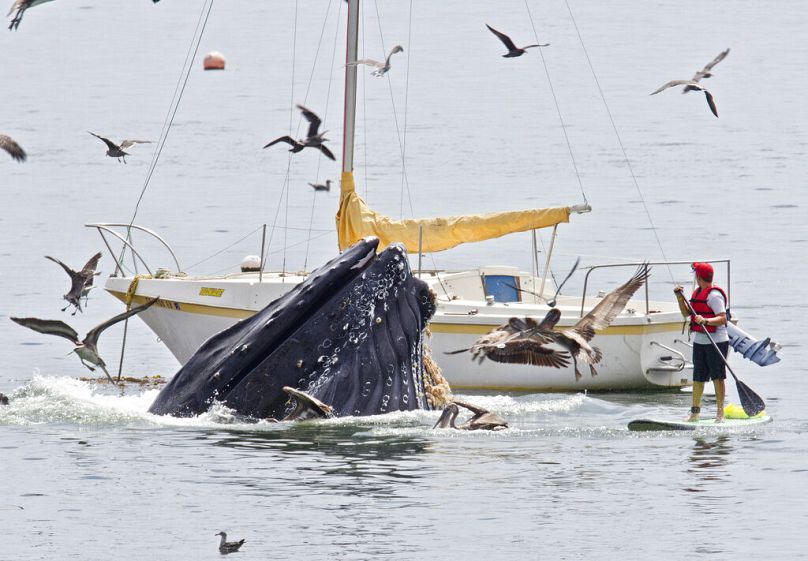 L'observation des baleines à bosse est meilleure en Europe du Nord.