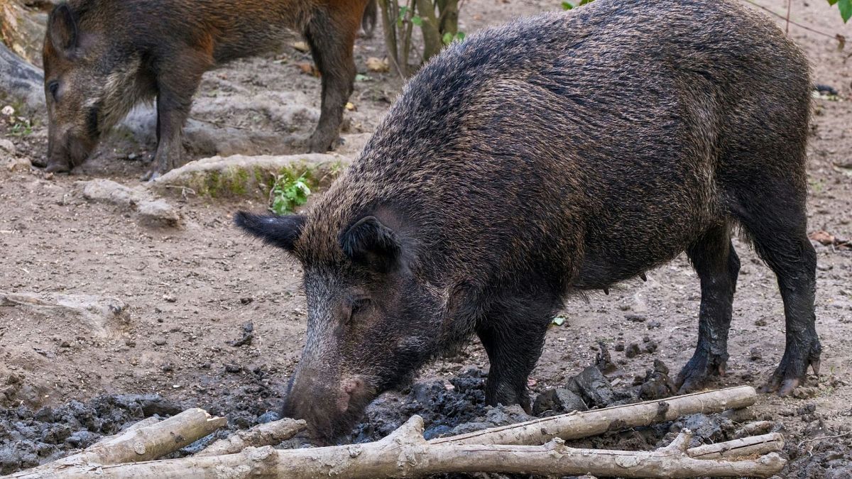 A wild boar in Europe