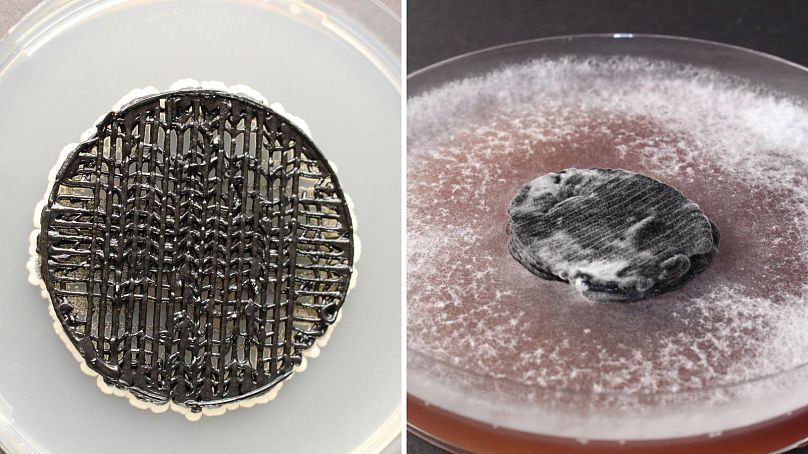 L'électrode de levure (L) et l'électrode de pourriture blanche (R).