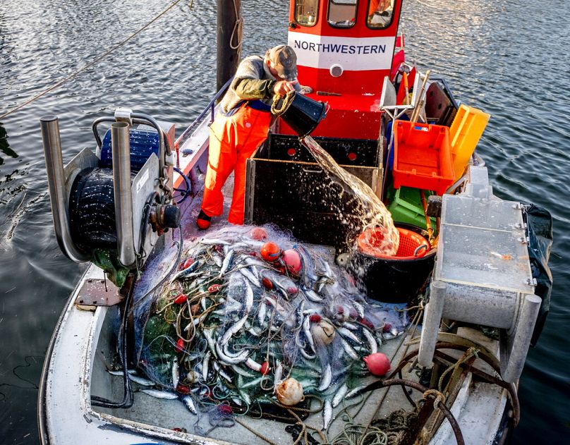 Les harengs sont entassés dans le filet d'un bateau de pêche revenant d'une prise dans le port de Niendorf, dans la mer Baltique, dans le nord de l'Allemagne, avril 2021