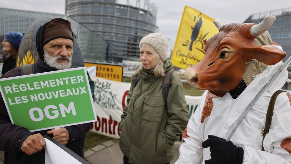 Protesters outside the European Parliament demand regulation of new GMOs in February 2024, highlighting what remains an issue of major public interest in Europe.