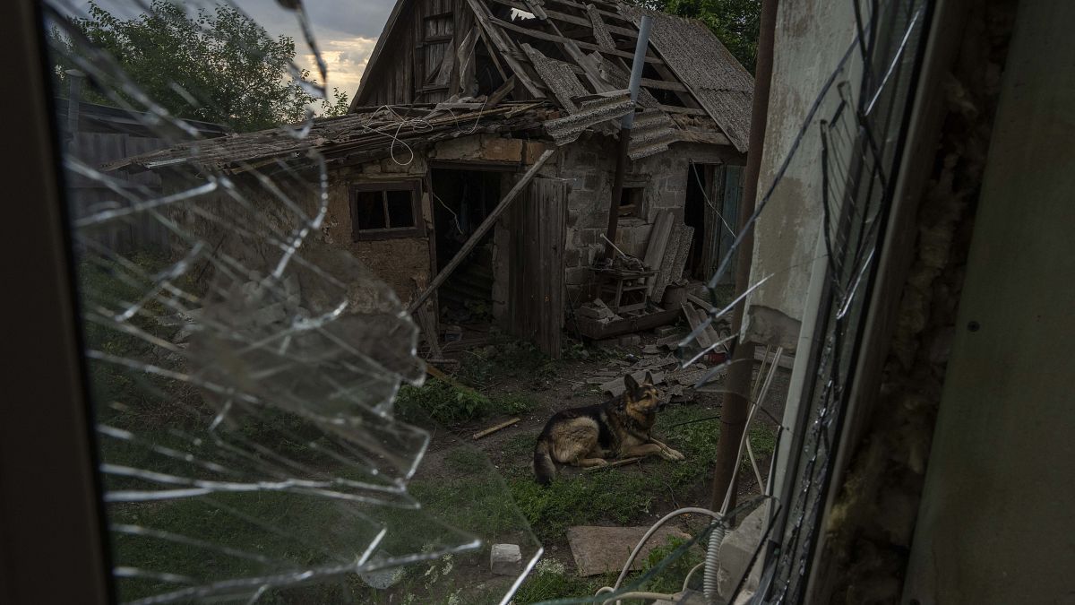 A dog named Rem, injured from a Russian rocket attack, sits in the damaged courtyard of his owners, on the outskirts of Pokrovsk, eastern Ukraine, Saturday, July 16, 2022.