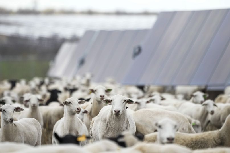 La ferme solaire et les moutons peuvent être plus heureux ensemble.