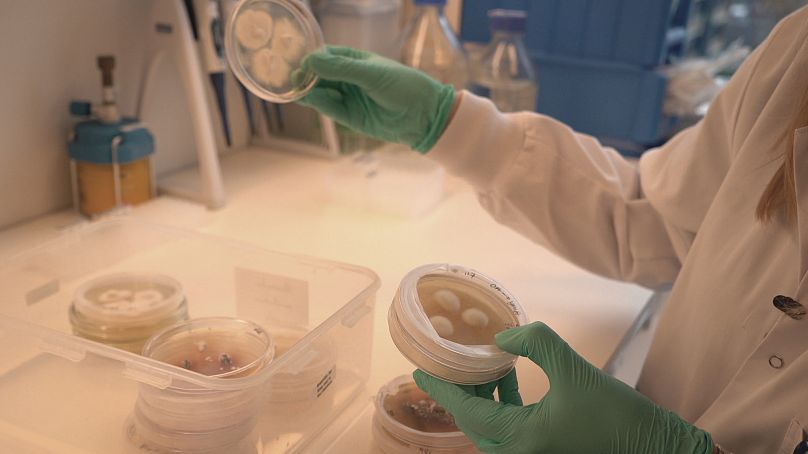 Mycélium de divers champignons au Centre Novo Nordisk pour la biodurabilité de l'Université technique du Danemark.