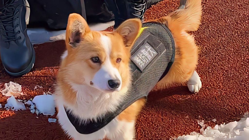 Fu Zai is seen wearing his police dog vest in east China