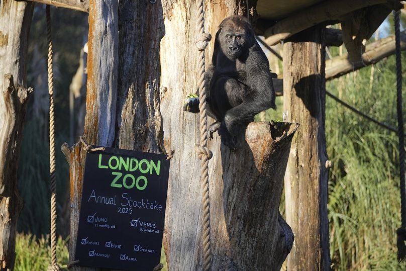 Un gorille ramasse de la nourriture lors de l'inventaire annuel au zoo de Londres, le vendredi 3 janvier 2025.