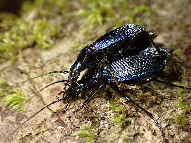 Les coléoptères bleus sont l'un des plus rares de leur espèce au pays.