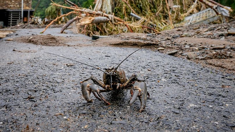   Une écrevisse marche sur le trottoir après le retrait des eaux de crue de la rivière Ahr à Schuld, en Allemagne.