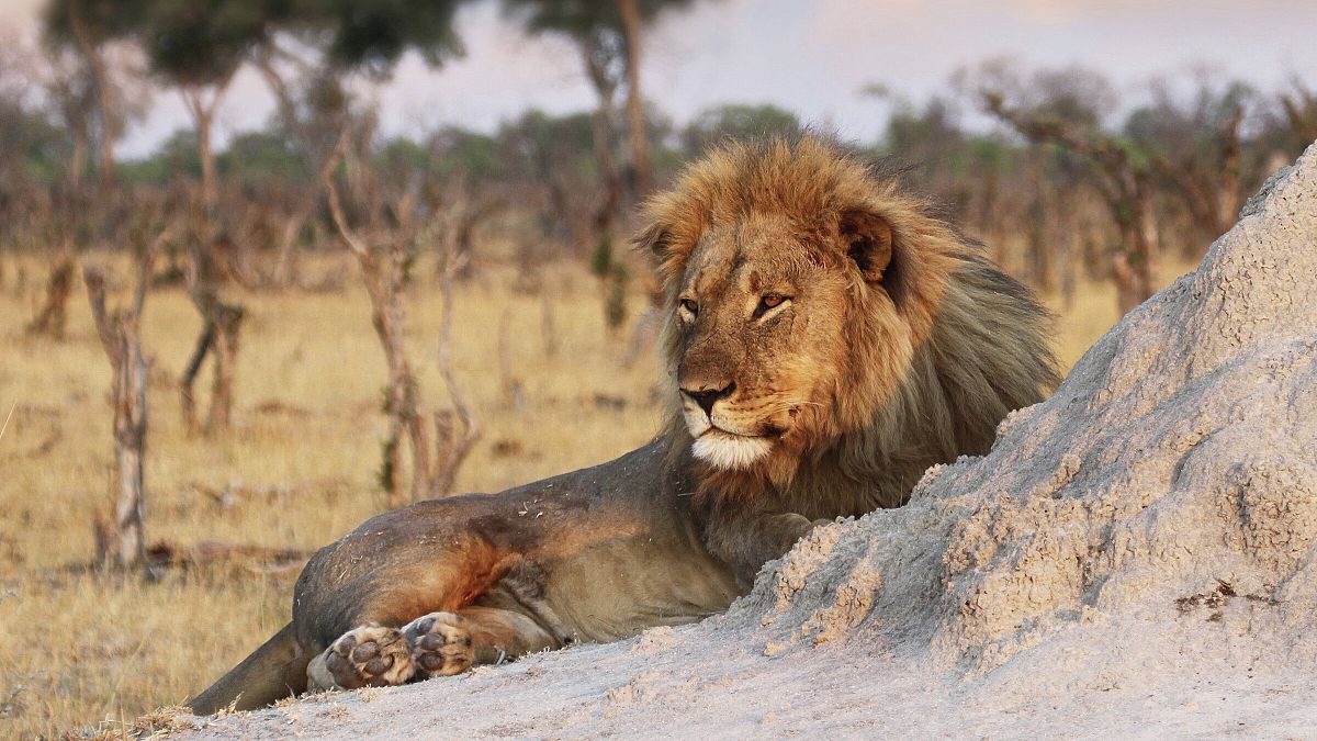 A lion is pictured on 26 November, 2013, in Hwange National Park, Zimbabwe.