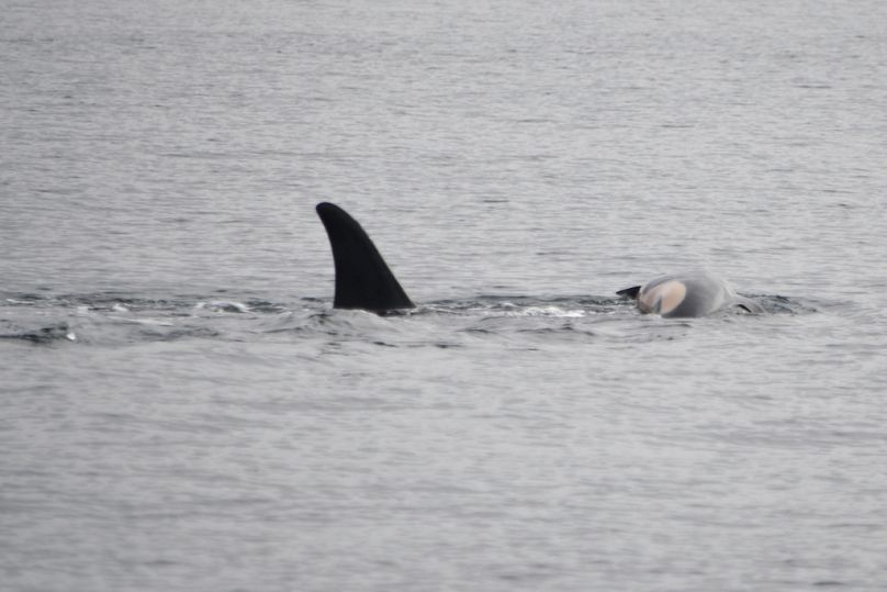 Sur cette photo fournie par NOAA Fisheries, Tahlequah porte la carcasse de son veau mort. 